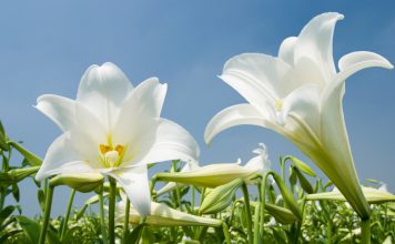 Madonnalelie witte lelie