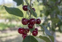 Zure kers zure kersen