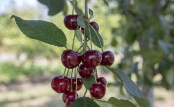 Zure kers zure kersen