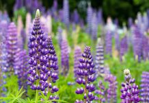Lupine lupine