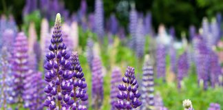 lupine
