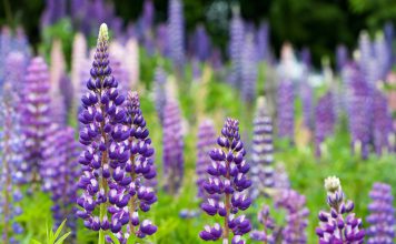 Lupine lupine