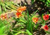 Ixia ixia