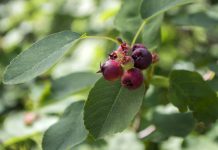 Rotsmispel rotsmispel