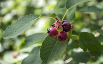 Rotsmispel rotsmispel