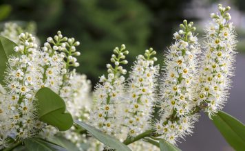 Laurierkers laurierkers