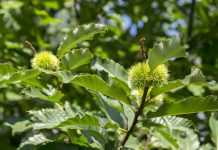 Tamme kastanje tamme kastanje