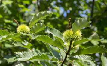 Tamme kastanje tamme kastanje