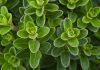Oregano oregano