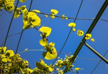 Moffenpijp moffenpijp