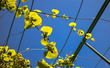 Moffenpijp moffenpijp