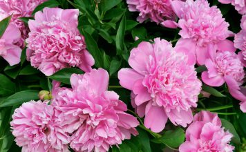 Pioenroos pioenrozen