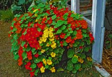 Oost-indische kers Oost-indische kers