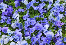 blauwe viooltjes