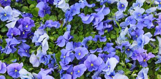 Viooltje (Viola) blauwe viooltjes