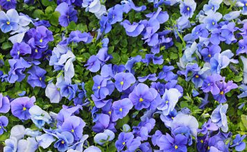 Viooltje (Viola) blauwe viooltjes