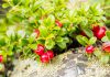 Vossenbes en cranberry bosbessen