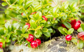 Vossenbes en cranberry bosbessen