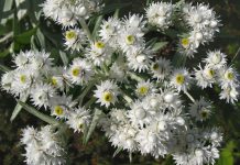Anaphalis