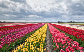 Botanische tulpen botanische tulpen