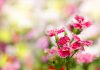 Eenjarige anjer Dianthus chinensis