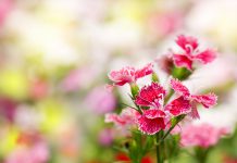 Eenjarige anjer Dianthus chinensis