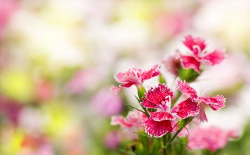 Eenjarige anjer Dianthus chinensis