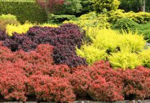 Zuurbes zuurbes struiken