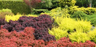 Zuurbes zuurbes struiken