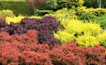 Zuurbes zuurbes struiken