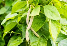 Stamboon Phaseolus vulgaris