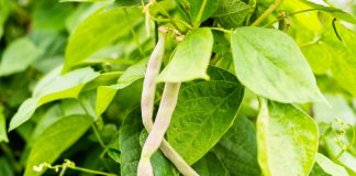 Stamboon Phaseolus vulgaris