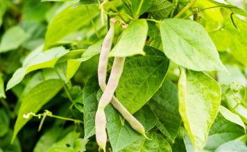 Stamboon Phaseolus vulgaris