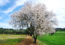 Amandelboompje amandelboompje