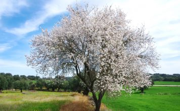 Amandelboompje amandelboompje