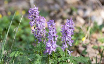 Helmbloem (wortelstok) helmbloem