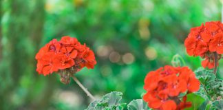 Geranium geranium