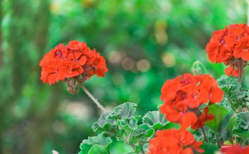 geranium
