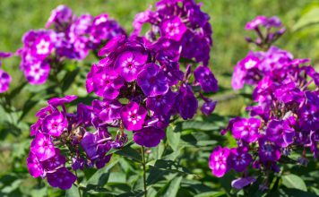 Hoge phlox hoge plox