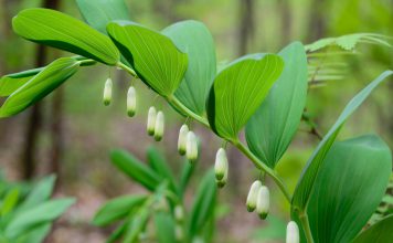 Salomonszegel salomonszegel