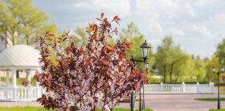 Roodbladige prunus