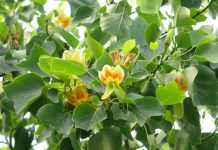 Tulpenboom tulpenboom