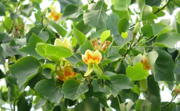 Tulpenboom tulpenboom