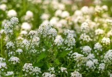 Reseda Reseda odorata