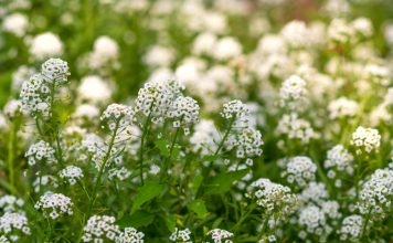 Reseda Reseda odorata