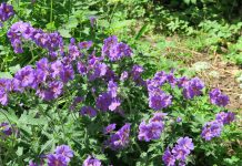 Ooievaarsbek ooievaarsbek