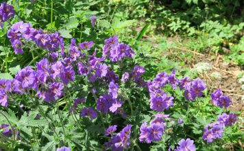 Ooievaarsbek ooievaarsbek