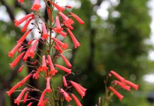 Kaapse fuchsia Kaapse fuchsia