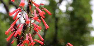 Kaapse fuchsia