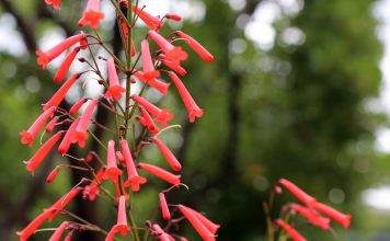 Kaapse fuchsia Kaapse fuchsia